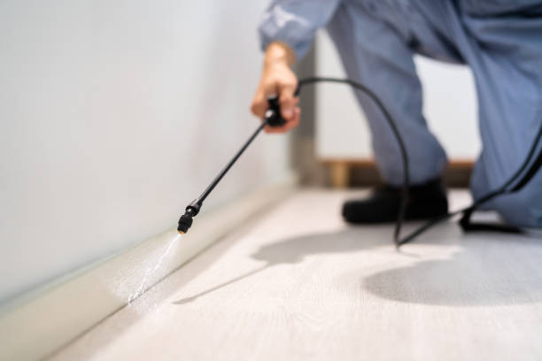 Licensed Wasp Removal service in Olyphant, PA - Show Me Pest Control